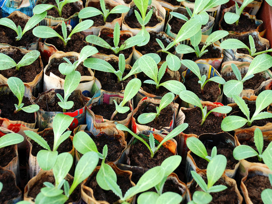 George Washington Carver: Scientist and Teacher