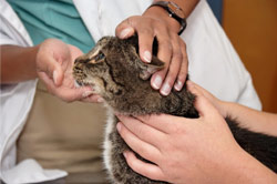visit vet
